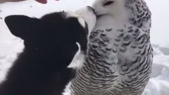 音乐短片 - Милота. Дружба хаски и совы