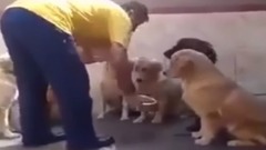 音乐短片 - Top 5 Discipline Dogs Videos Compilation 2015