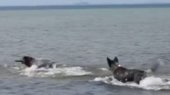 音乐短片 - top 10 Smartest Dogs in the world