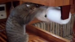 音乐短片 - Cats are so funny you will die laughing