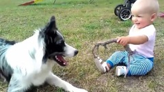 音乐短片 - Border Collie Playing with Baby Child