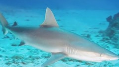 音乐短片 - The Most Rare Shark Species Hidden in The Ocean