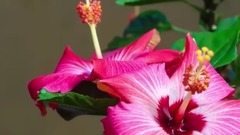 音乐短片 - Thanks, life!