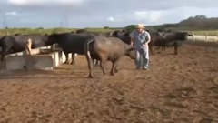 音乐短片 - Cria o de búfalos