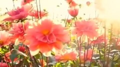 音乐短片 - 朋友别哭