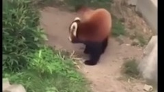 搞笑音乐,萌宠 - 一只被石头吓坏的小熊猫