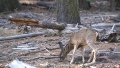 音乐短片 - 莫罗·朱利亚尼:F大调第三吉他协奏曲op.70