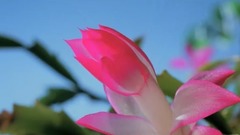 音乐短片 - 圣-桑小提琴与乐队作品:哈巴涅拉舞曲