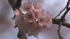 音乐短片 - 木村好夫:横滨的黄昏