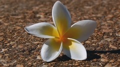 音乐短片 - 流年无恙,光阴留香