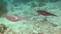 音乐短片 - 莫扎特:C大调长笛和竖琴协奏曲,K299