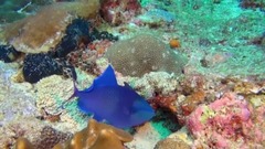 音乐短片 - 莫扎特:降E大调第四圆号协奏曲,k495