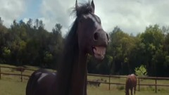 音乐短片 - 动物搞笑