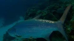 音乐短片 - 葫芦乾坤:瑶族舞曲