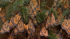 音乐短片 - 小步舞曲和谐谑曲