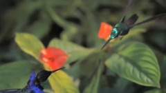 音乐短片 - 抒情风景画大师门德尔松