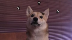 萌宠 - 柴犬:我主人不会是个傻子吧?