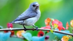 音乐短片 - 2017庄心妍又出新作,分享都听听!必火!