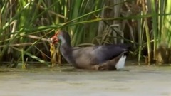 音乐短片 - 春水弄影