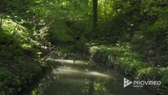 风景,音乐短片,轻音乐,乐动城市 - 罗马尼亚特兰西瓦尼亚植物园