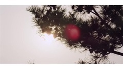 COCOSORI - 走走停停