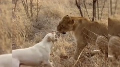 音乐短片 - 无所畏惧的动物 2016 滑稽的宠物