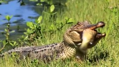 音乐短片 - 18 Abnormally Large Animals That Are Actually Real