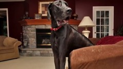 音乐短片 - Abnormally Large Animals That Are Actually Real