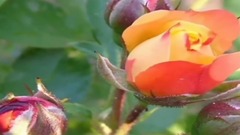 音乐短片 - Hasan Dursun - zledim Resulü Dinle zlesene