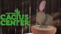 风景 - 仙人掌Opuntia violacea “Santa Rita”