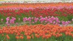 风景,音乐短片,轻音乐,乐动城市 - 波特兰木鞋郁金香节
