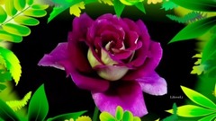 音乐短片 - Love Live Forever