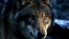 音乐短片 - Легенда о волке и волчице