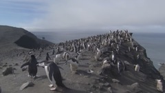 音乐短片 - “圆舞曲之王”小约翰·施特劳斯:咸水湖圆舞曲