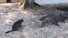 音乐短片 - There's A Daring Meow