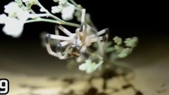 音乐短片 - The Biggest Spiders In The World