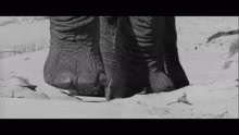 Mads Langer - Elephant
