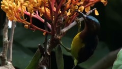 音乐短片 - 西班牙盲人作曲家华金·罗德里戈饮誉世界的吉他名曲:“阿兰胡埃斯协奏曲”