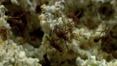 音乐短片 - “拉美最负盛名的古典乐作曲家”海特尔·维拉-罗伯斯的吉他曲:巴西流行乐组曲