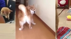 萌宠 - 鬼畜柴犬无法忽视的屁股