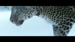 欧美群星,音乐短片 - 迷幻之旅
