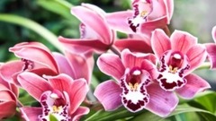 音乐短片 - 梅兰梅兰我爱你