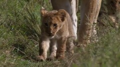 音乐短片 - 柴科夫斯基绝无仅有的音乐杰作:“D大调小提琴协奏曲”