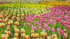 欧美群星 - 最喜欢的英文歌曲第一季