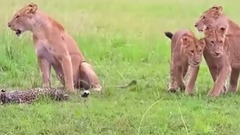 音乐短片 - T GER vs W LD BOAR Real Fight Lion Leopard Wild Dogs Deer Buffalo Snake Hippo - Animal Attacks