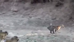 Si no lo Hubieran Grabado Nadie lo Creería