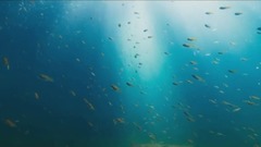 音乐短片 - 暮色怡情