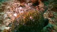 音乐短片 - “西方近代音乐之父”巴赫:G大调第一大提琴组曲,BWV1007