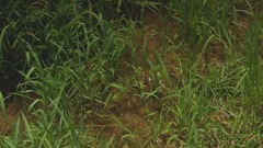 音乐短片 - 莫扎特:C大调第二十一钢琴协奏曲,K467