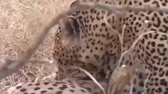 音乐短片 - 动物世界